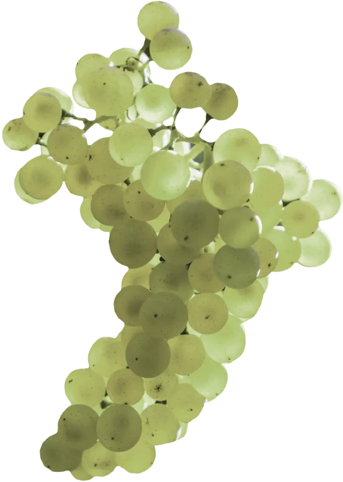 BANANTS grape