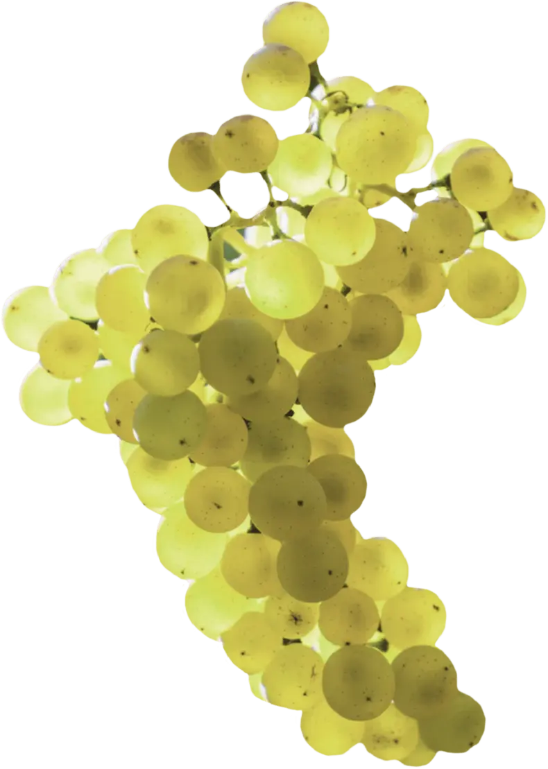 LALVARI grape